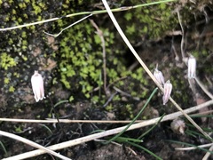 Drimia uniflora