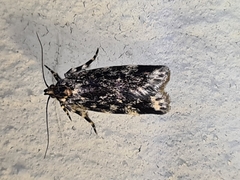 Barea codrella
