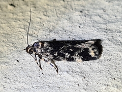 Barea codrella