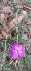 Dianthus seguieri