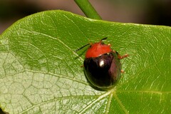 Chalcomela nitida