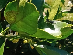 Odontomyia hunteri