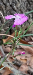 Dianthus seguieri