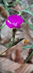 Dianthus seguieri