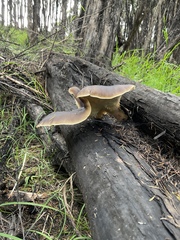 Pleurotus australis