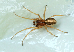 Pachygnatha clercki