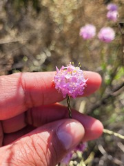Lachnaea
