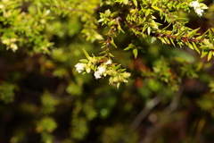 Styphelia leptospermoides