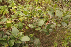 Eriophyes inermae