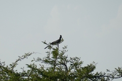 Corythaixoides leucogaster