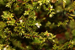 Styphelia leptospermoides