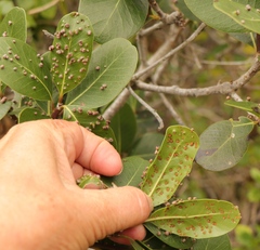 Eriophyes inermae