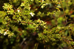 Styphelia leptospermoides