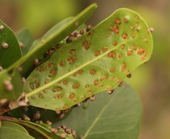 Eriophyes inermae