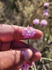 Lachnaea