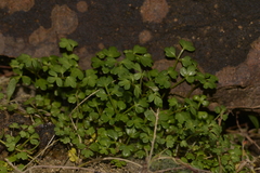 Apium prostratum filiforme