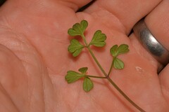 Apium prostratum filiforme