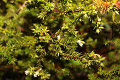 Styphelia leptospermoides