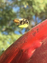 Megachile centuncularis