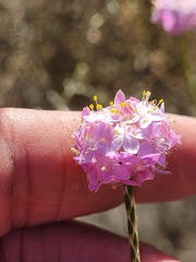 Lachnaea