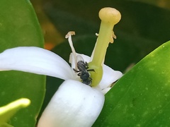 Tetragonula carbonaria