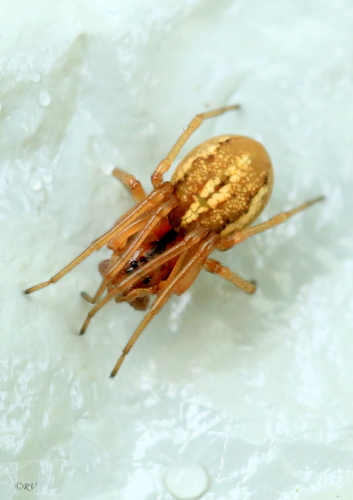 thickjawed orbweavers