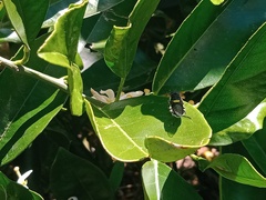 Odontomyia hunteri
