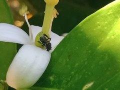 Tetragonula carbonaria