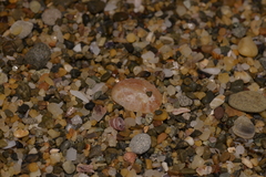 Bostrycapulus pritzkeri