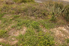 Convolvulus farinosus