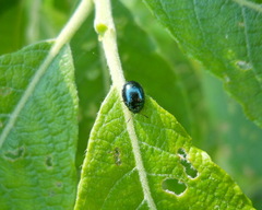 Plagiodera versicolora