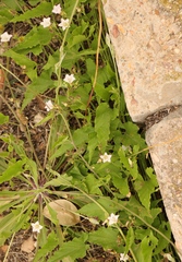 Convolvulus farinosus