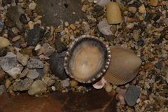 Cellana tramoserica
