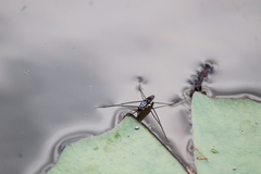 Limnogonus