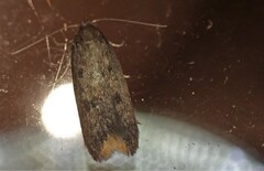 Tachystola acroxantha