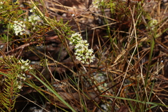 Platysace ericoides