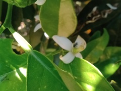 Tetragonula carbonaria