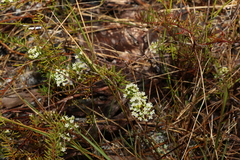 Platysace ericoides