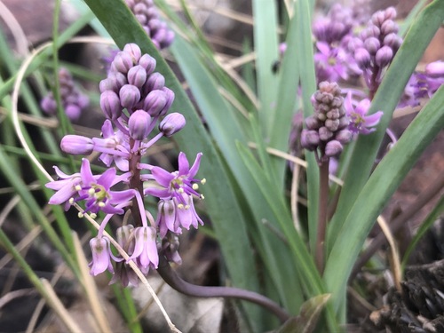 Ledebouria cooperi