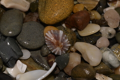 Siphonaria denticulata