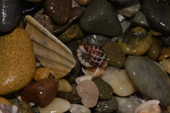 Tenguella marginalba