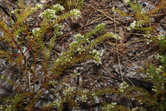 Platysace ericoides