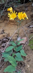 Hieracium murorum