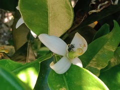 Tetragonula carbonaria