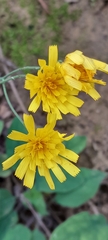 Hieracium murorum