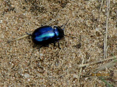 Oreina caerulea