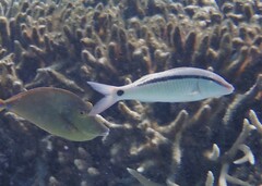 Parupeneus barberinus