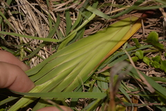 Dianella congesta