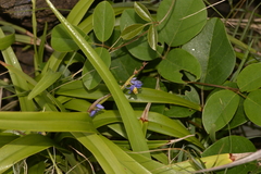 Dianella congesta