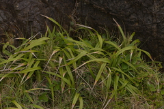 Dianella congesta
